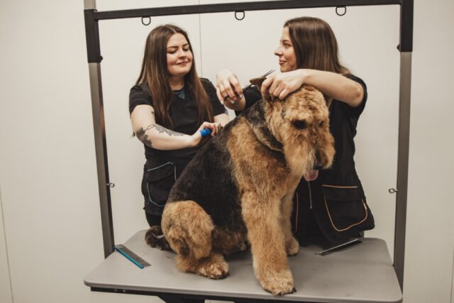 Trimsalon Fris & Fluffy uit Meijel hier de voorbeeld van trim behandeling 