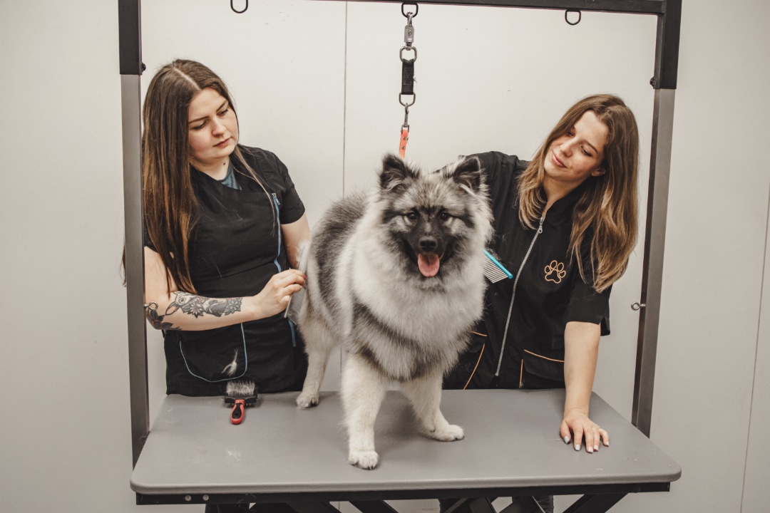 Rui behandeling / ontrollen hond door trimsalon Fris & Fluffy in Meijel