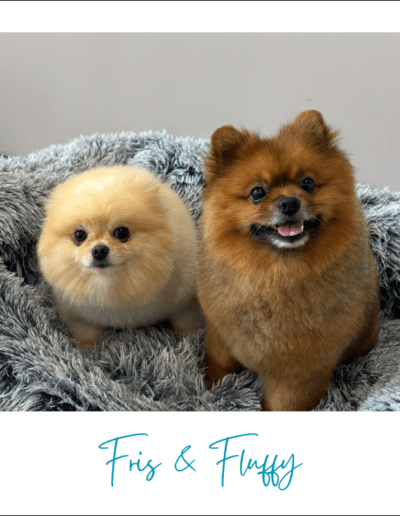 getrimd bij trimsalon Fris en Fluffy